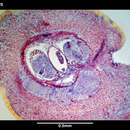 Image of Micrellides multiperula Gibson 1985