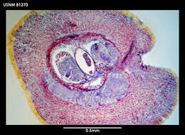 Image of Micrellides multiperula Gibson 1985