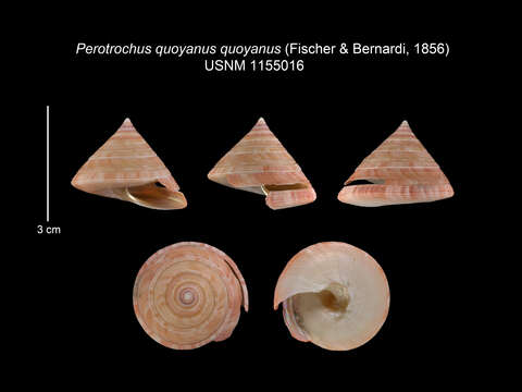 صورة Perotrochus quoyanus quoyanus (P. Fischer & Bernardi 1856)