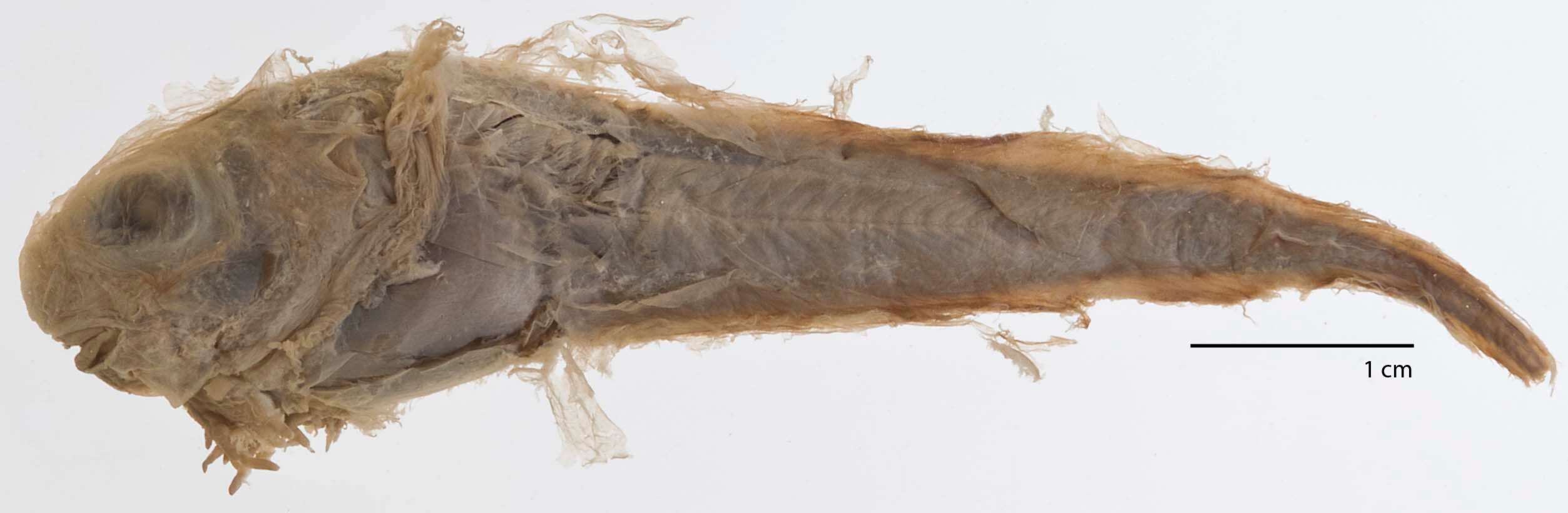 Image of Proboscis snailfish