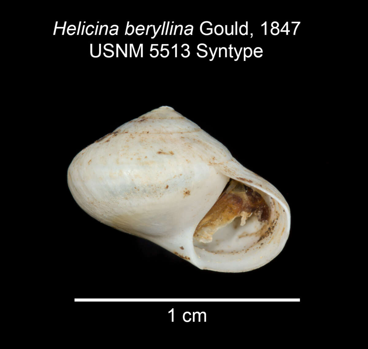Image of <i>Helicina beryllina</i> Gould