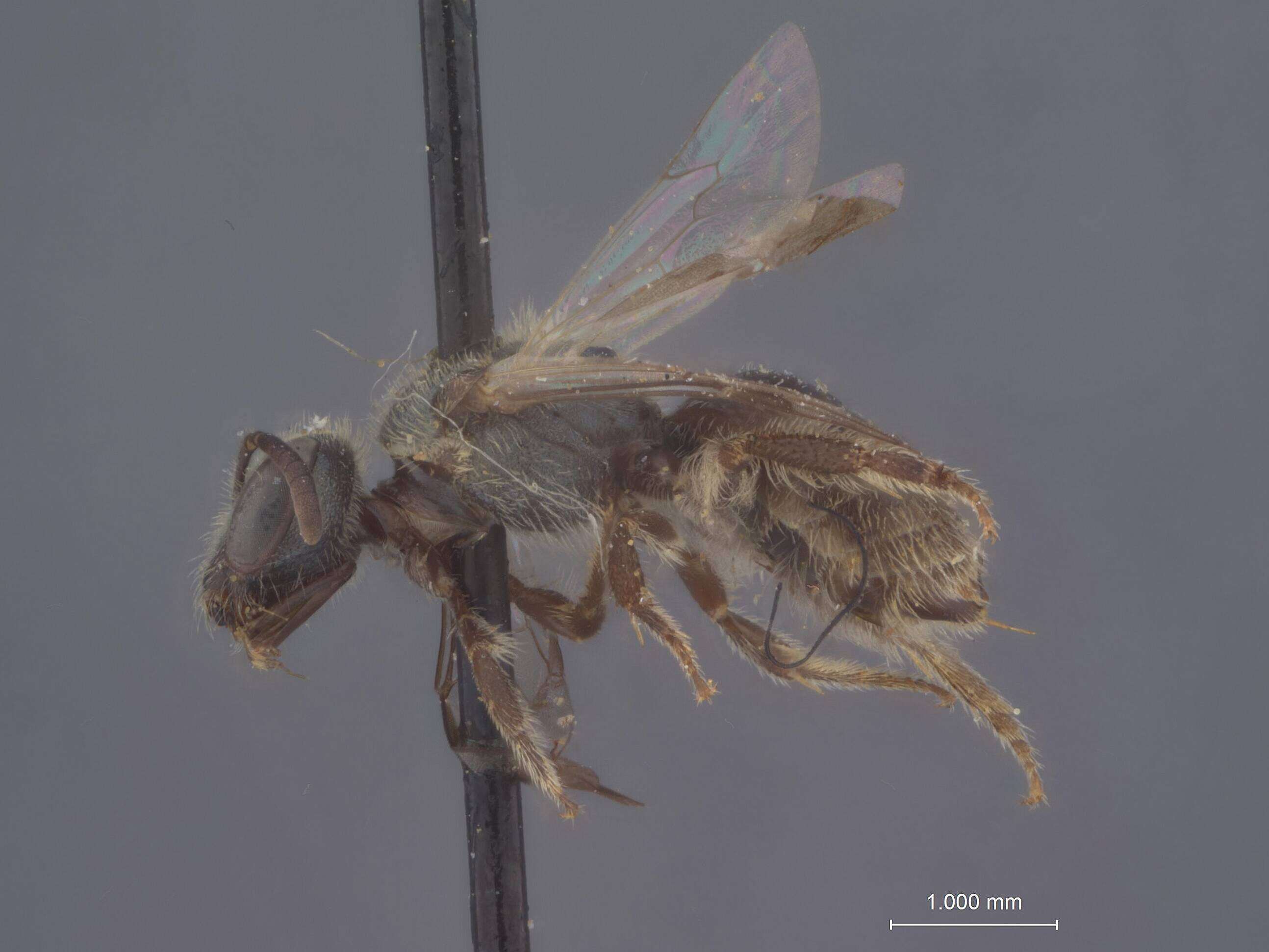 Image of Halictus