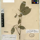 Image of Coussarea longiflora var. benensis (Britton ex Standl.) Steyerm.