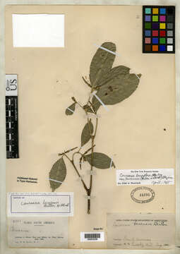 Image of Coussarea longiflora (Mart.) Müll. Arg.