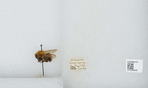 Image of Common carder bumblebee