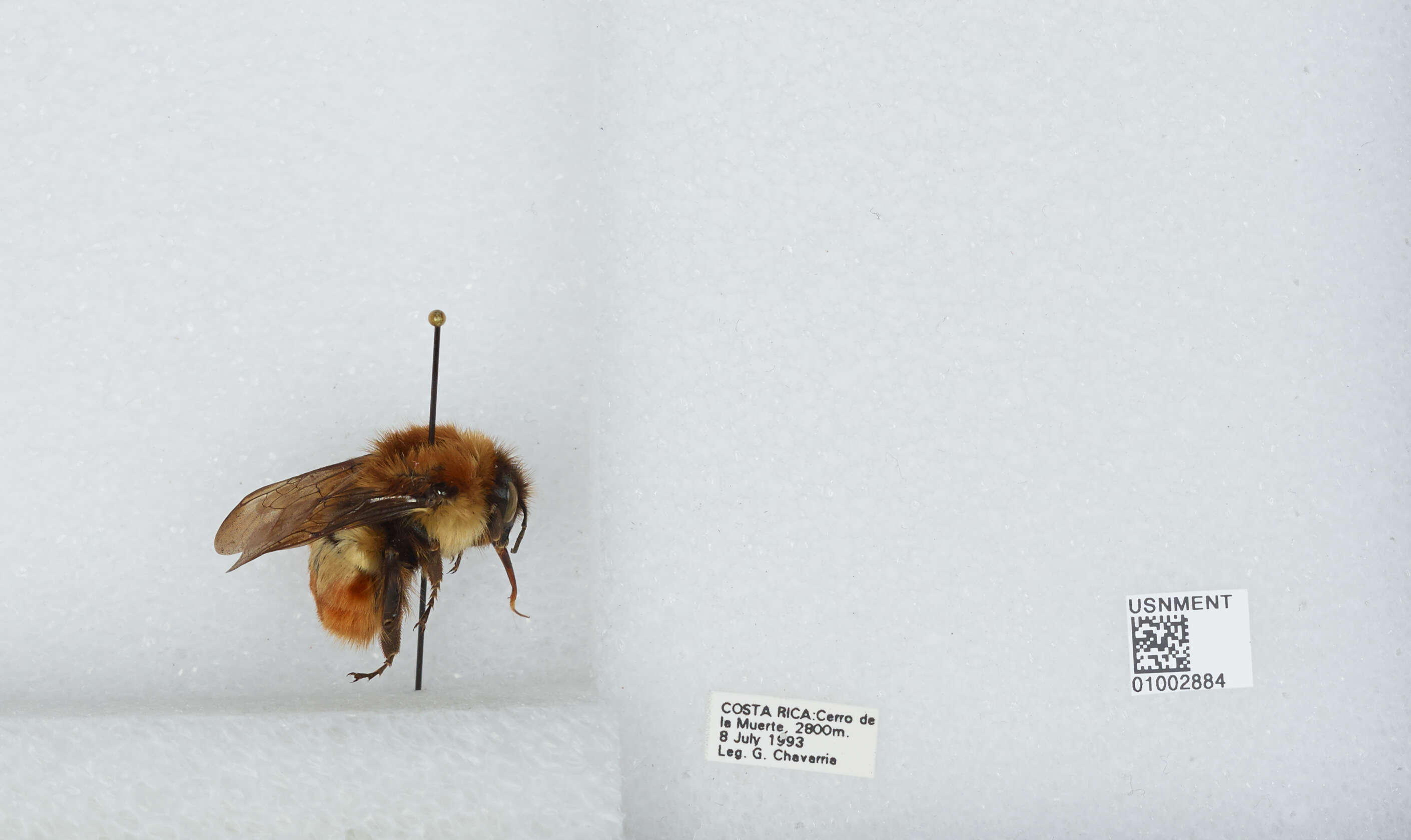 Bombus ephippiatus Say 1837 resmi