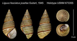 Liguus fasciatus (O. F. Müller 1774) resmi