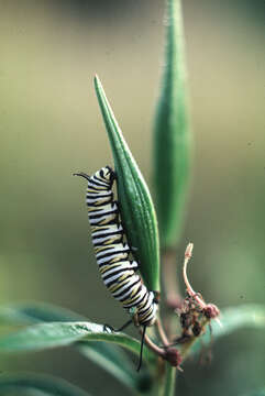 Imagem de Asclepias incarnata L.