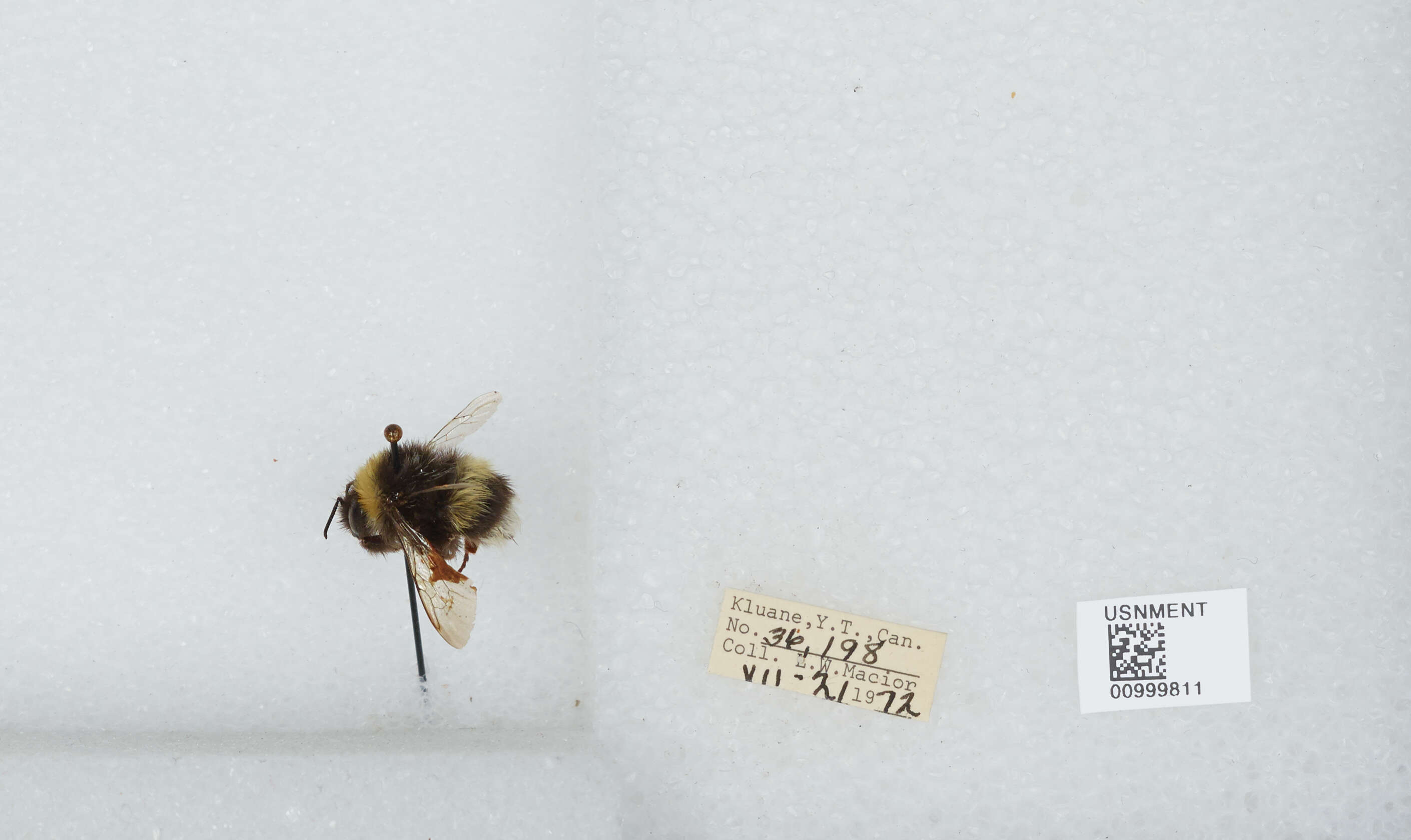 Image of White-tailed bumblebee