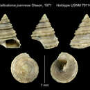 Image of Calliostoma joanneae Olsson 1971