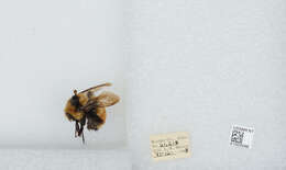 Image of Hunt Bumble Bee