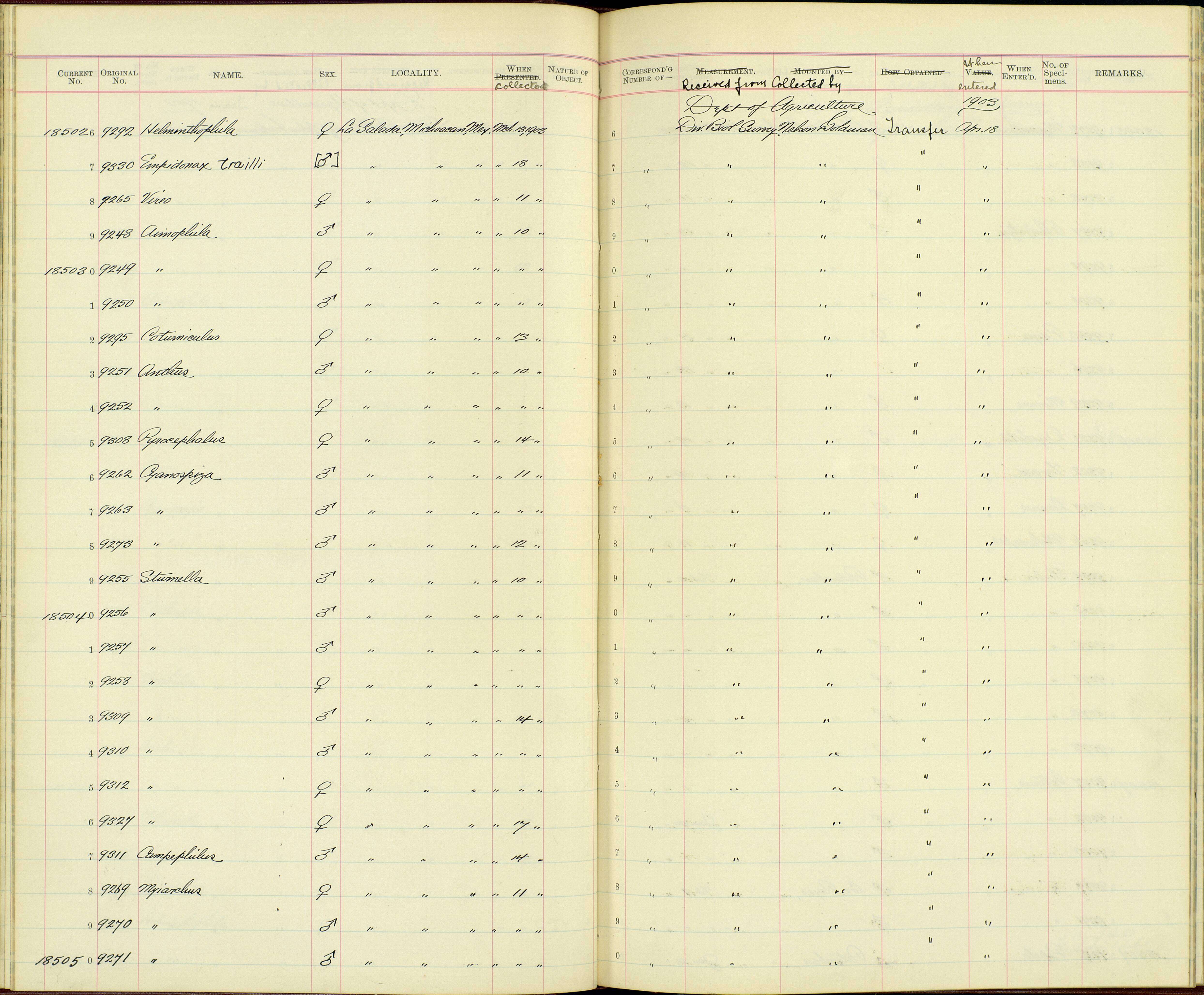 Sturnella magna auropectoralis Saunders & GB 1934 resmi