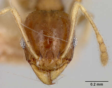 Image of Pheidole floridana stomachosa Wheeler 1917