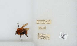 Sivun Bombus rubicundus Smith 1854 kuva