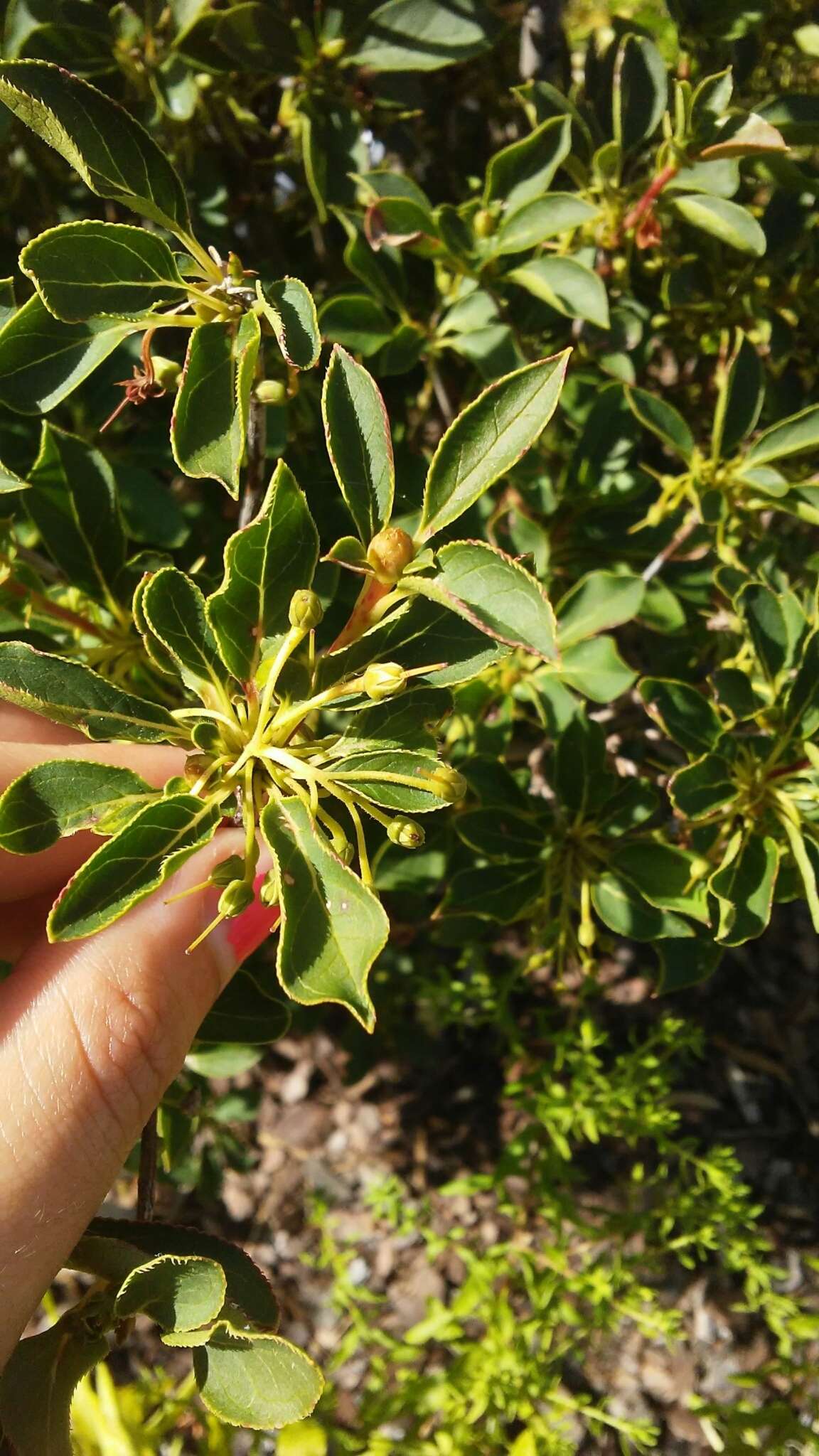 Image of Redvein Enkianthus