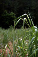 Image of Triticum L.