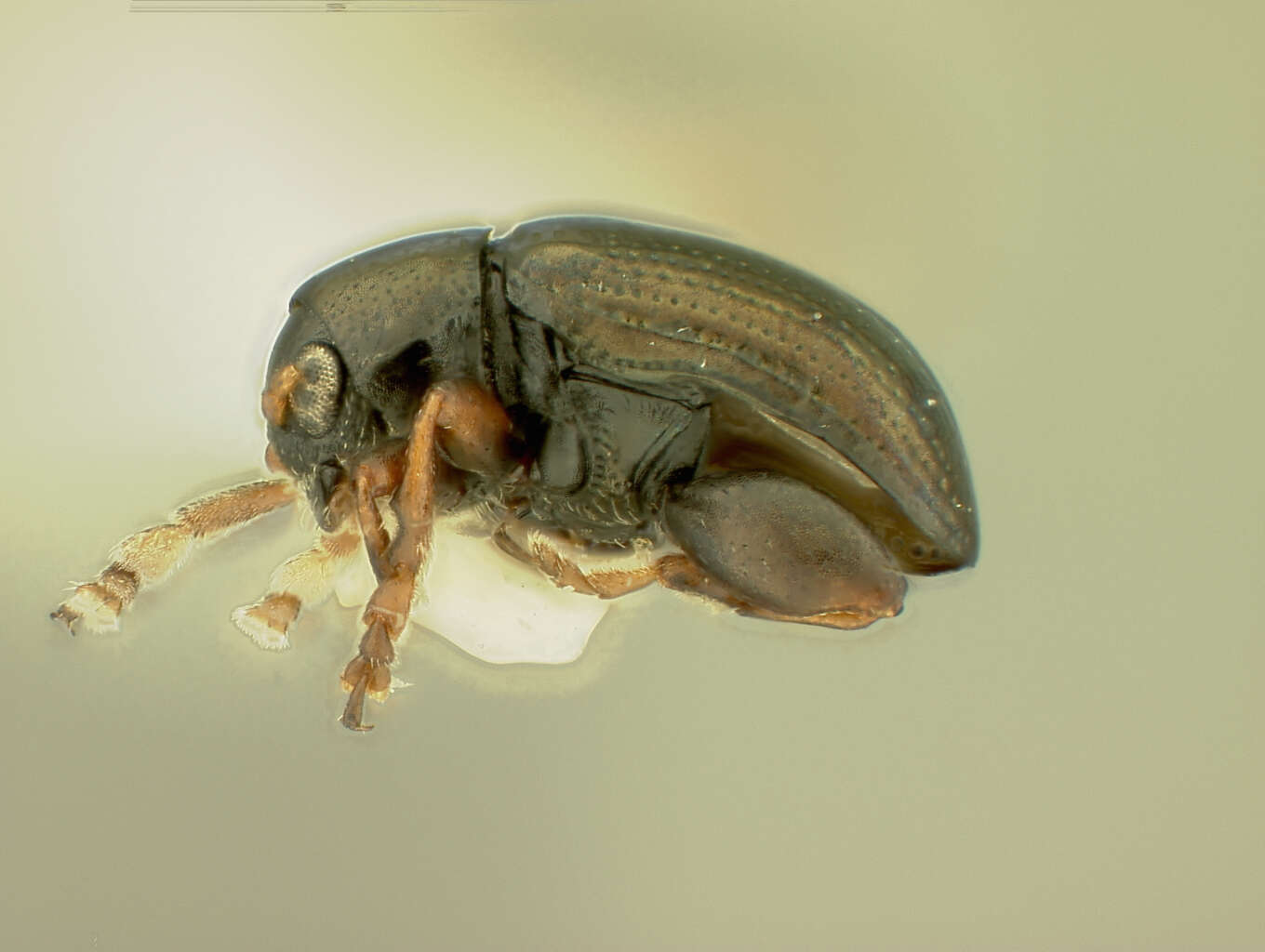 Image of Chaetocnema anisota R. White 1996