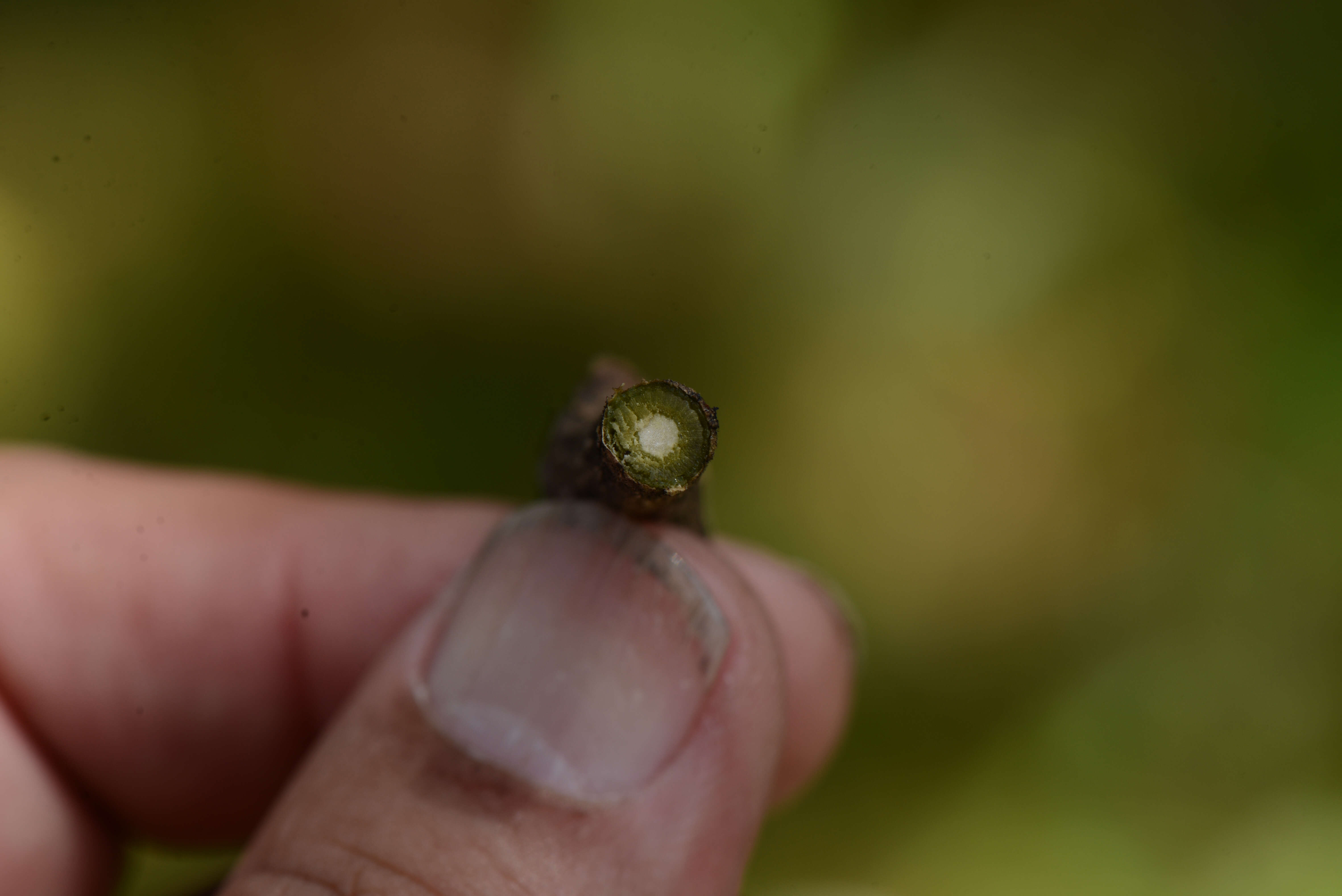 صورة Electranthera mutica (DC.) Mesfin, Crawford & Pruski