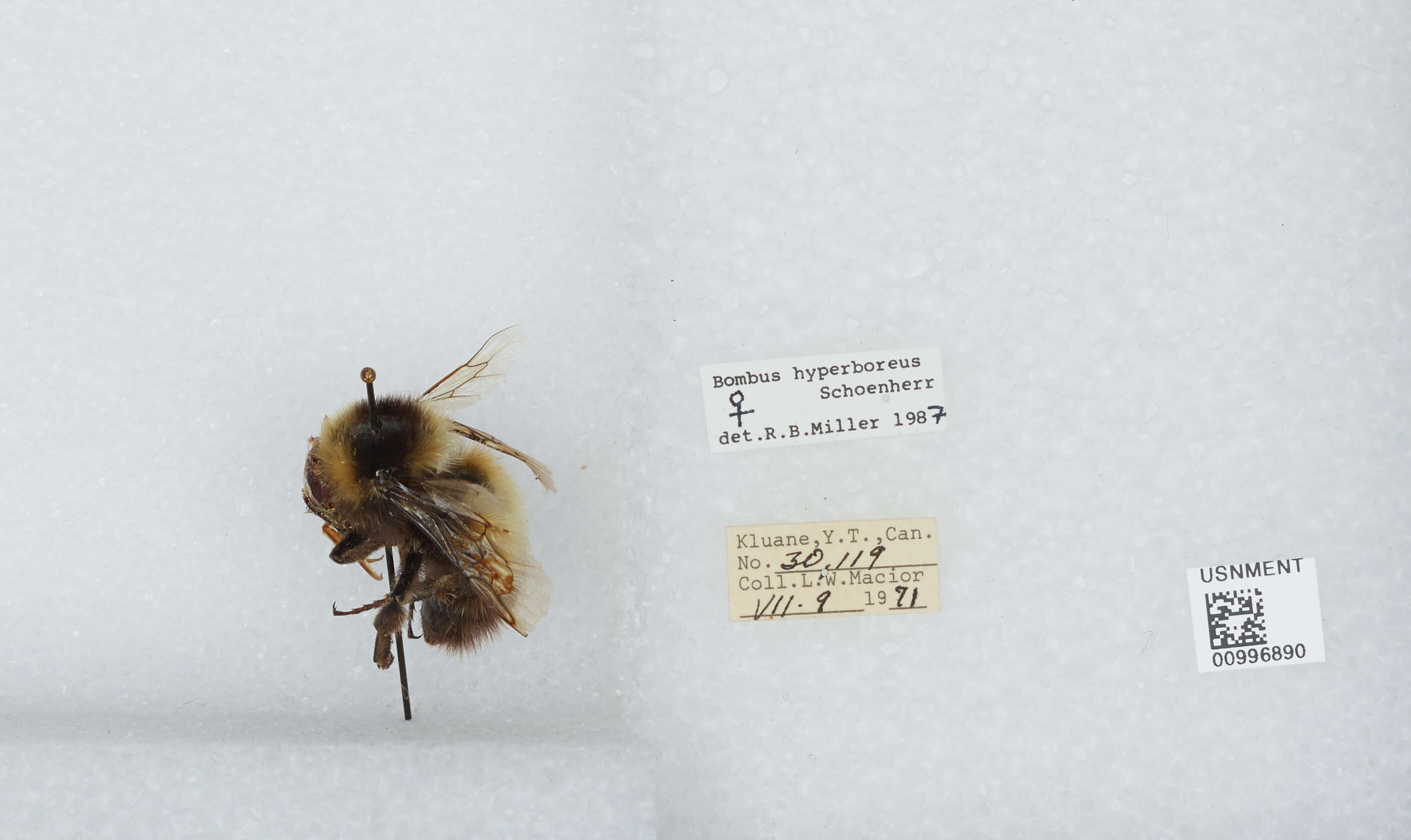 Слика од Bombus hyperboreus Schönherr 1809