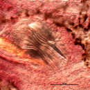 Protomicrocotyle pacifica Meserve的圖片