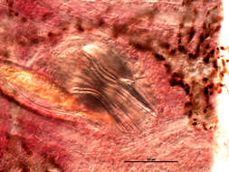Image of Protomicrocotyle pacifica Meserve