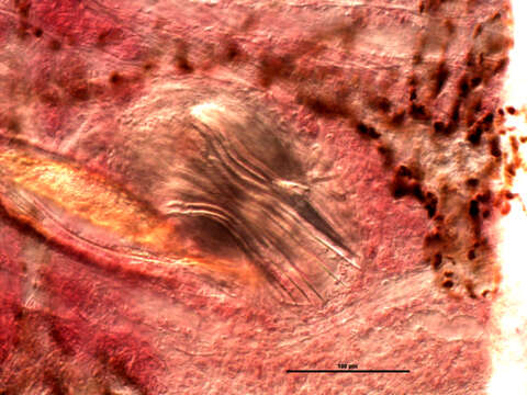 Image of flatworms