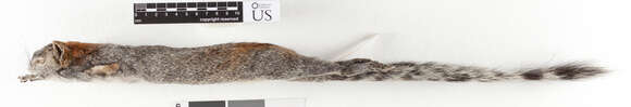 Image of Sciurus aureogaster nigrescens Bennett 1833