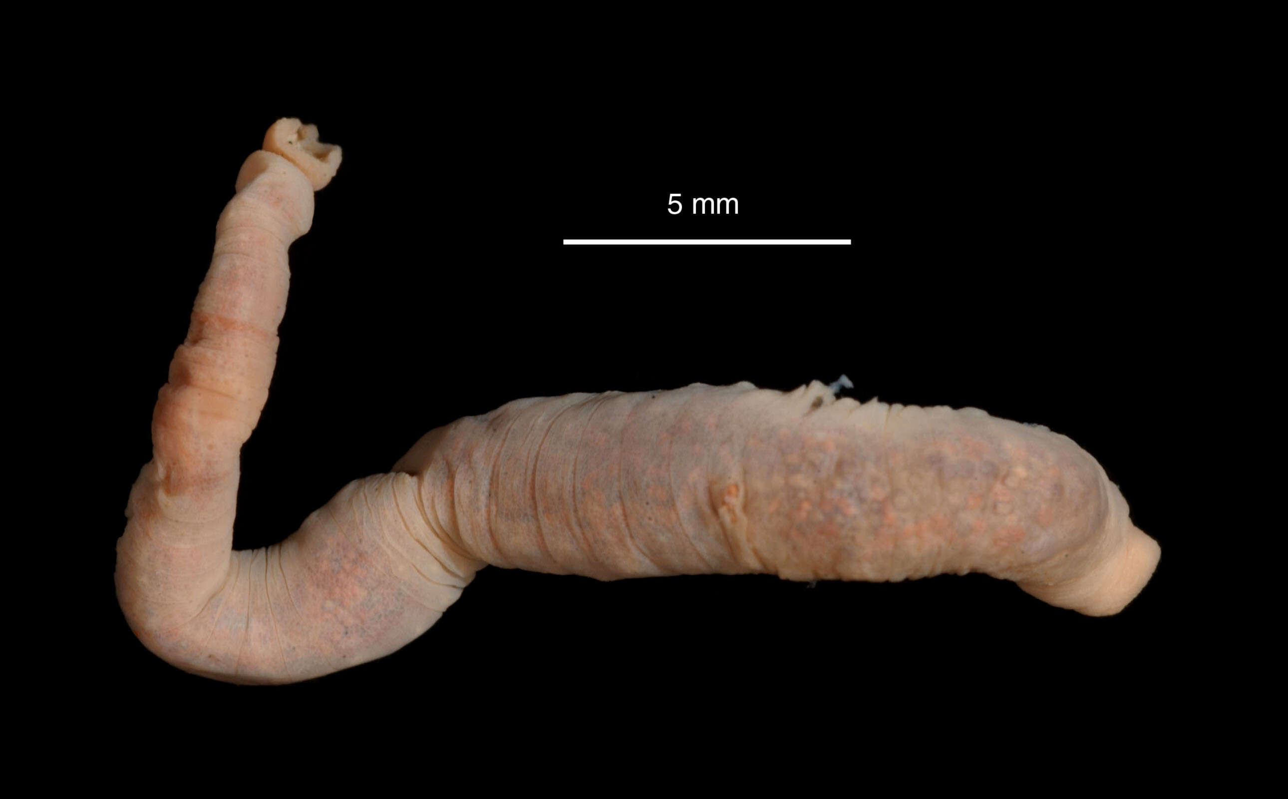 صورة <i>Mooreobdellina rugosa</i> Moore 1938