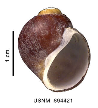 Image of Amauropsis aureolutea (Strebel 1908)