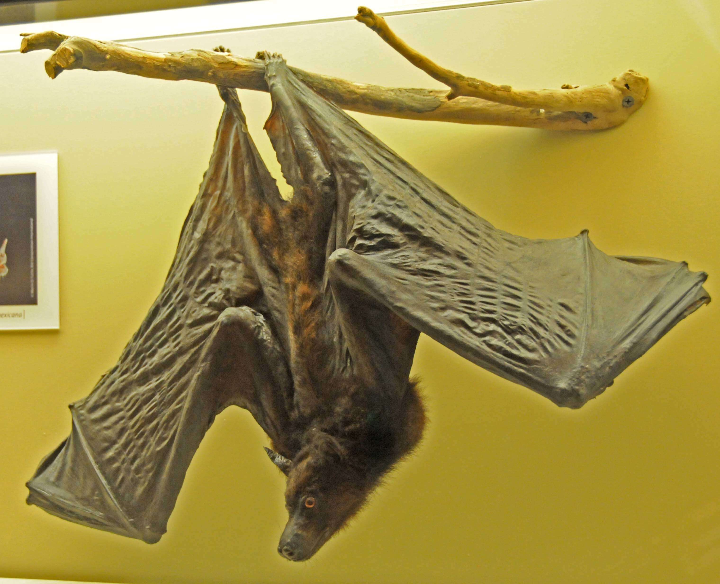 Image of Black Flying Fox