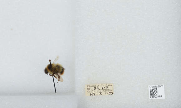 Image of Frigid Bumble Bee