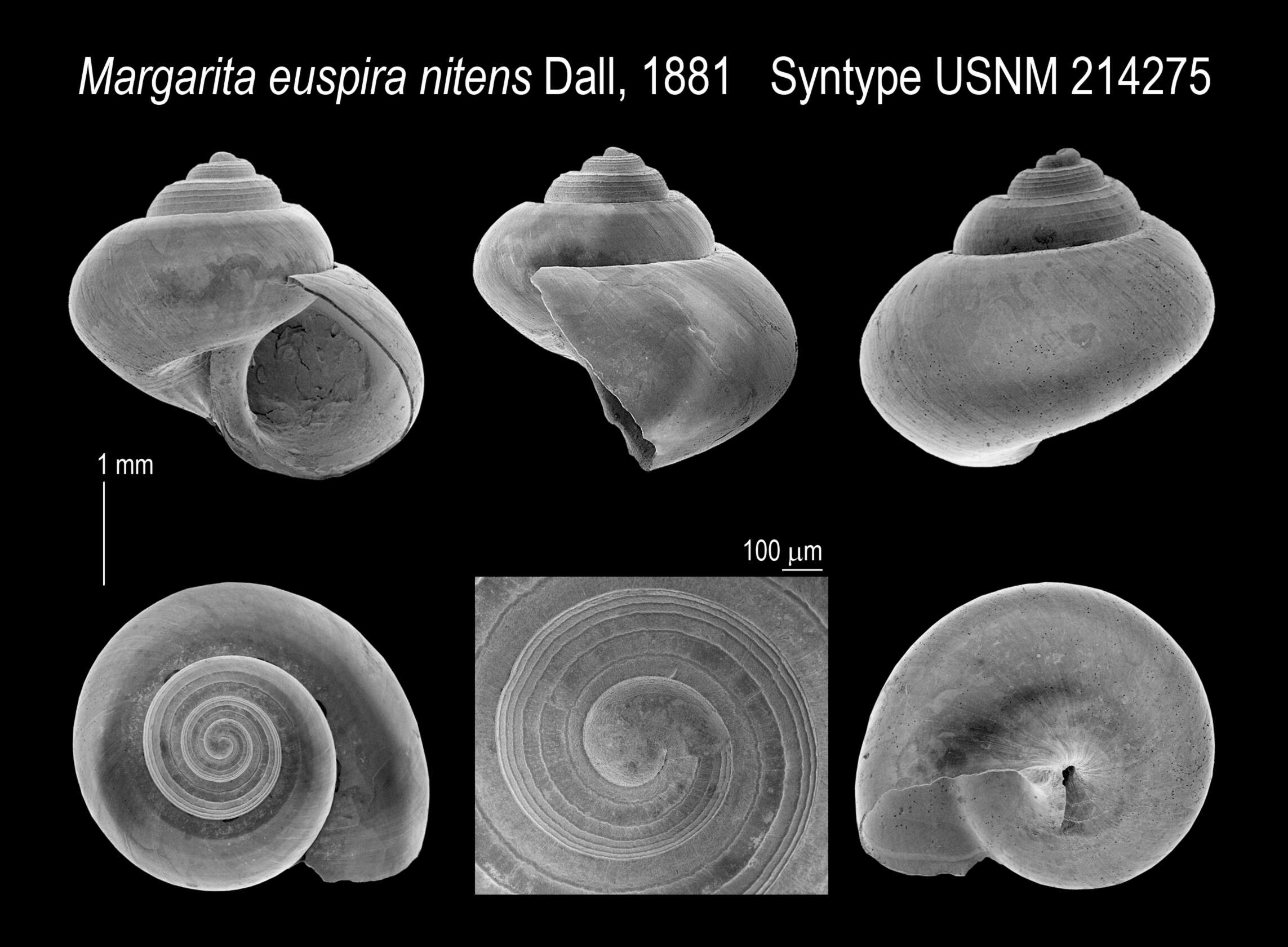 Image of Bathymophila euspira (Dall 1881)