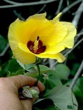 Image of Hibiscus tiliaceus L.