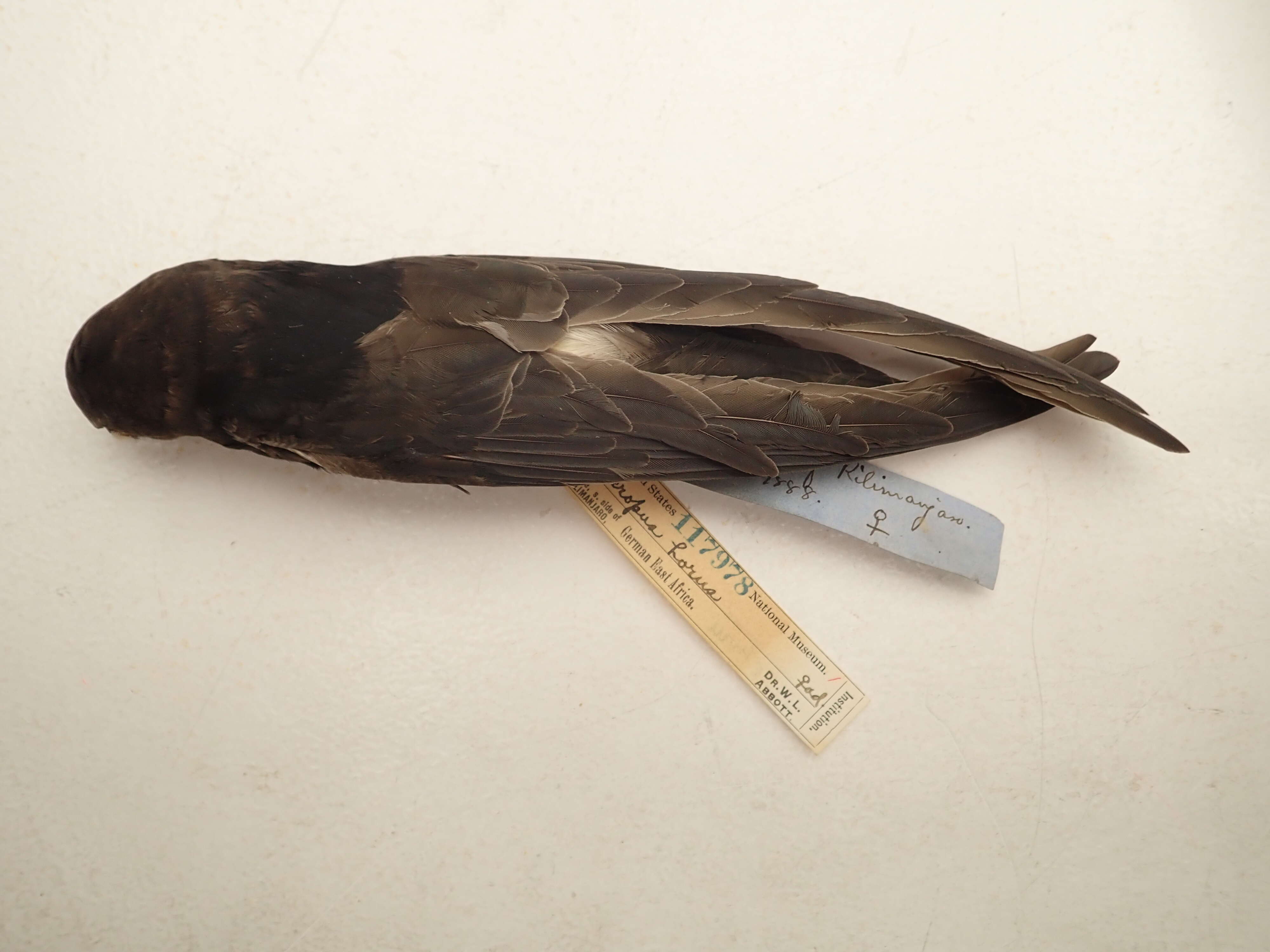 Image of Horus Swift