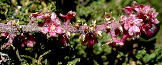 Image of Hawai'i pokeweed