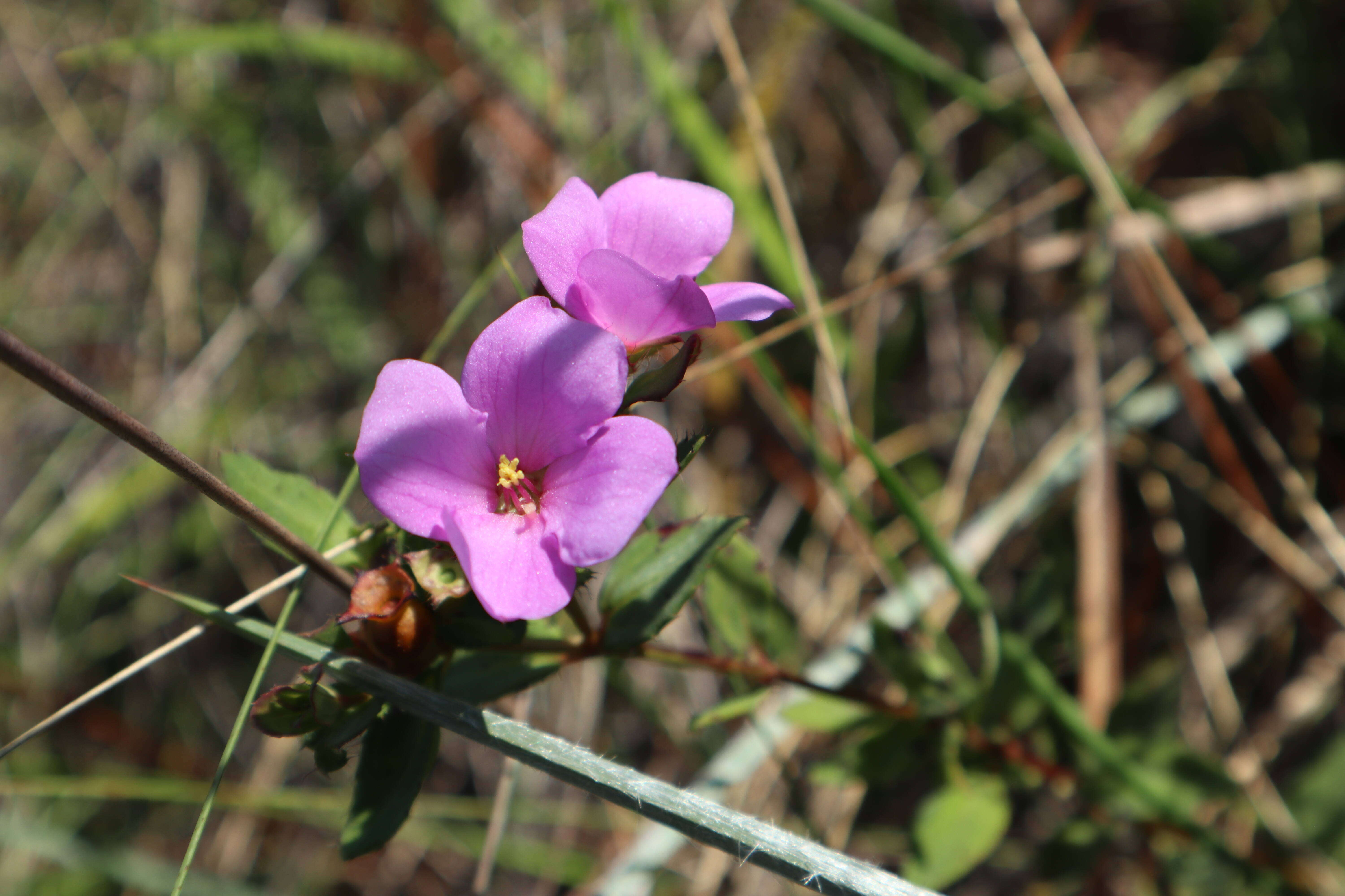 Imagem de Rhexia petiolata Walt.