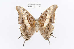 Charaxes achaemenes Felder & Felder 1866 resmi