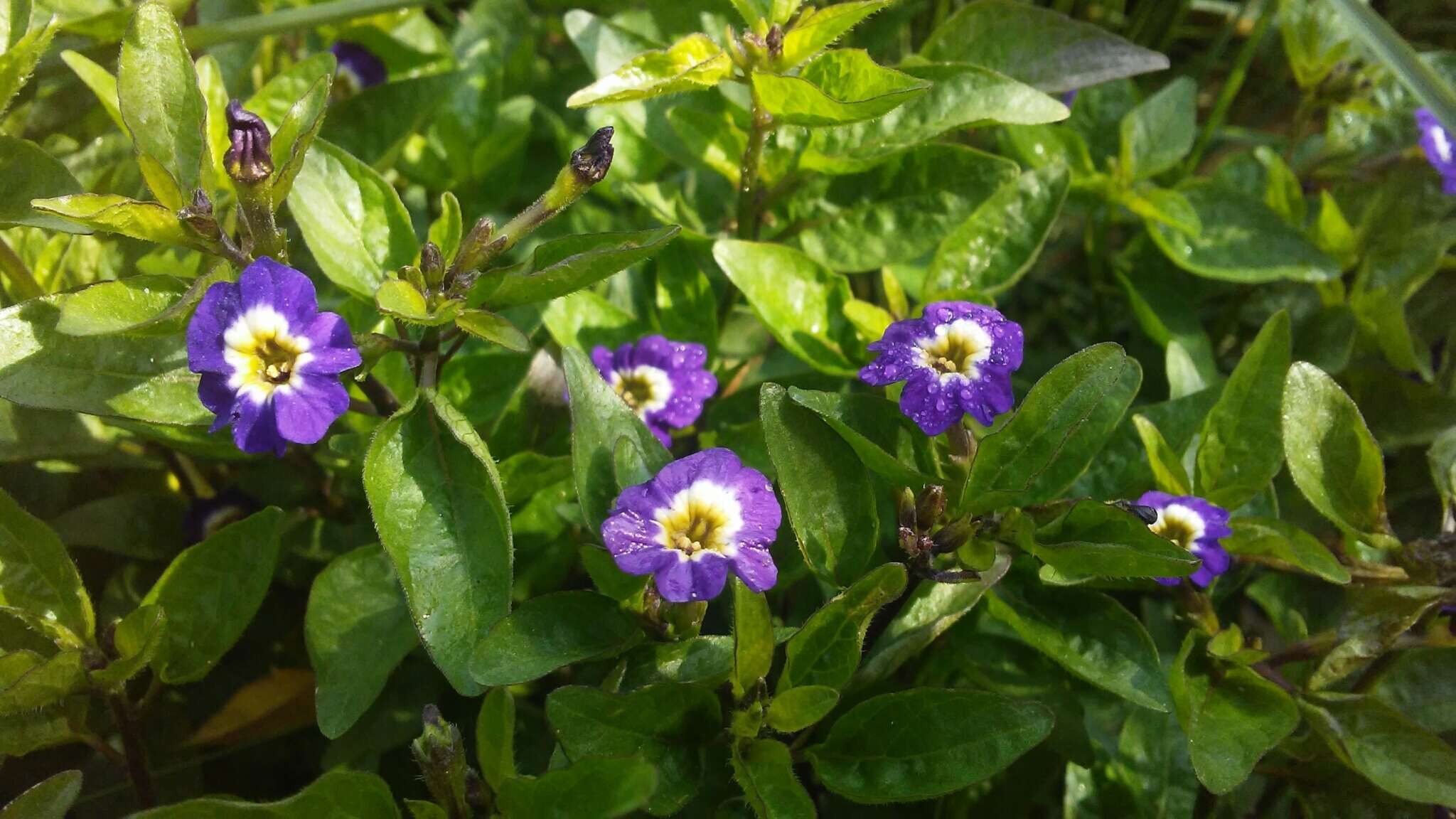 Image of Jamaican forget-me-not