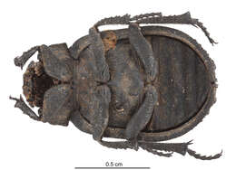 Image de Polynoncus gibberosus Scholtz 1990