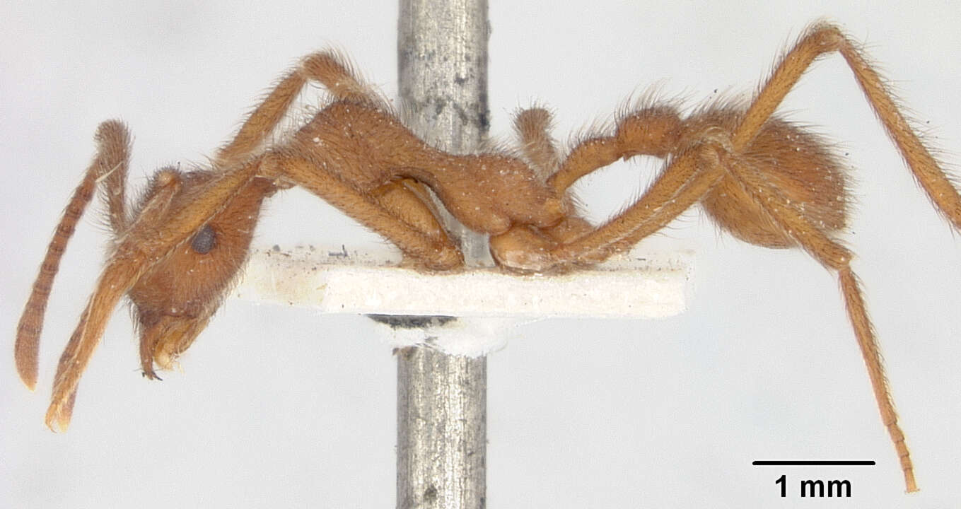 Image of Apterostigma urichii Forel 1893