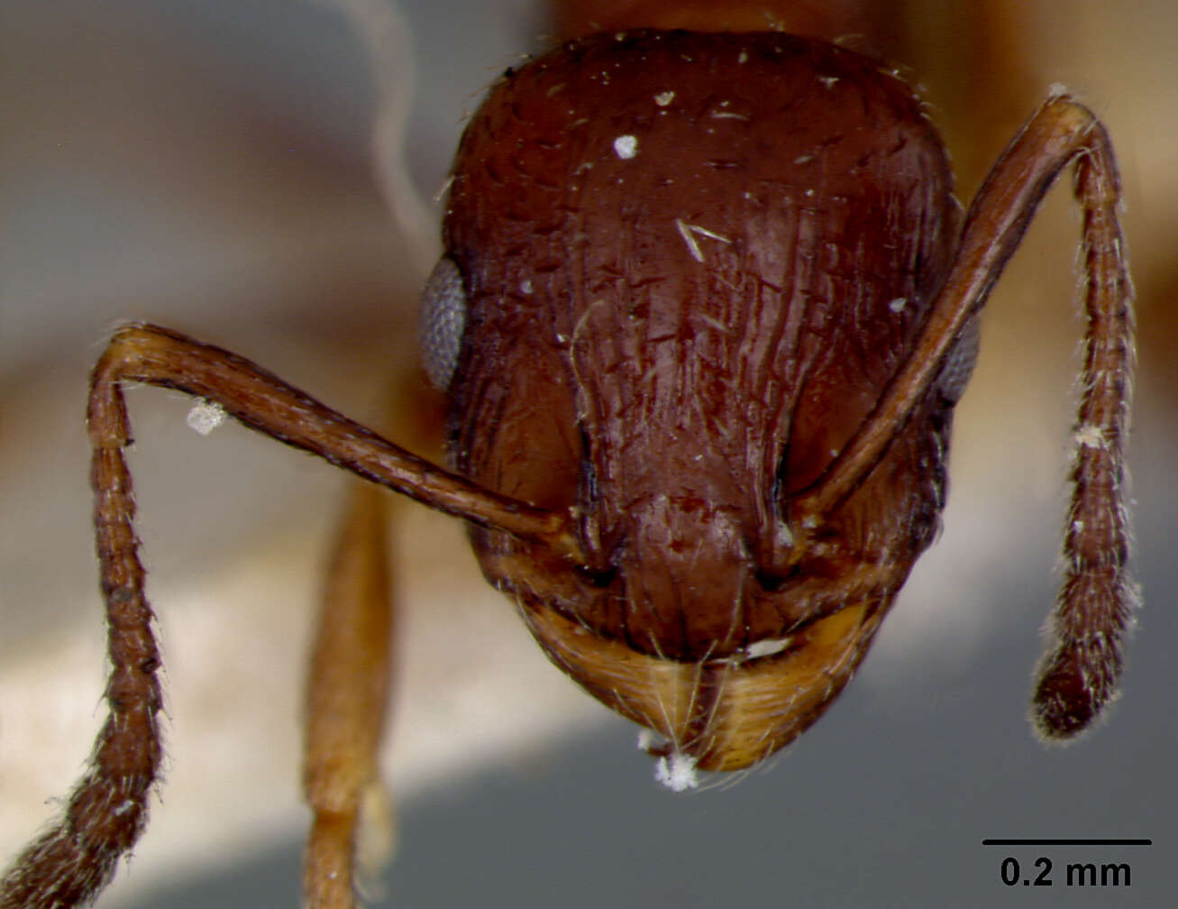 Image of Leptothorax nigritus rupestris Forel 1909