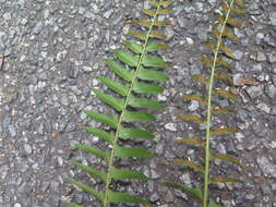 Image of Christmas fern