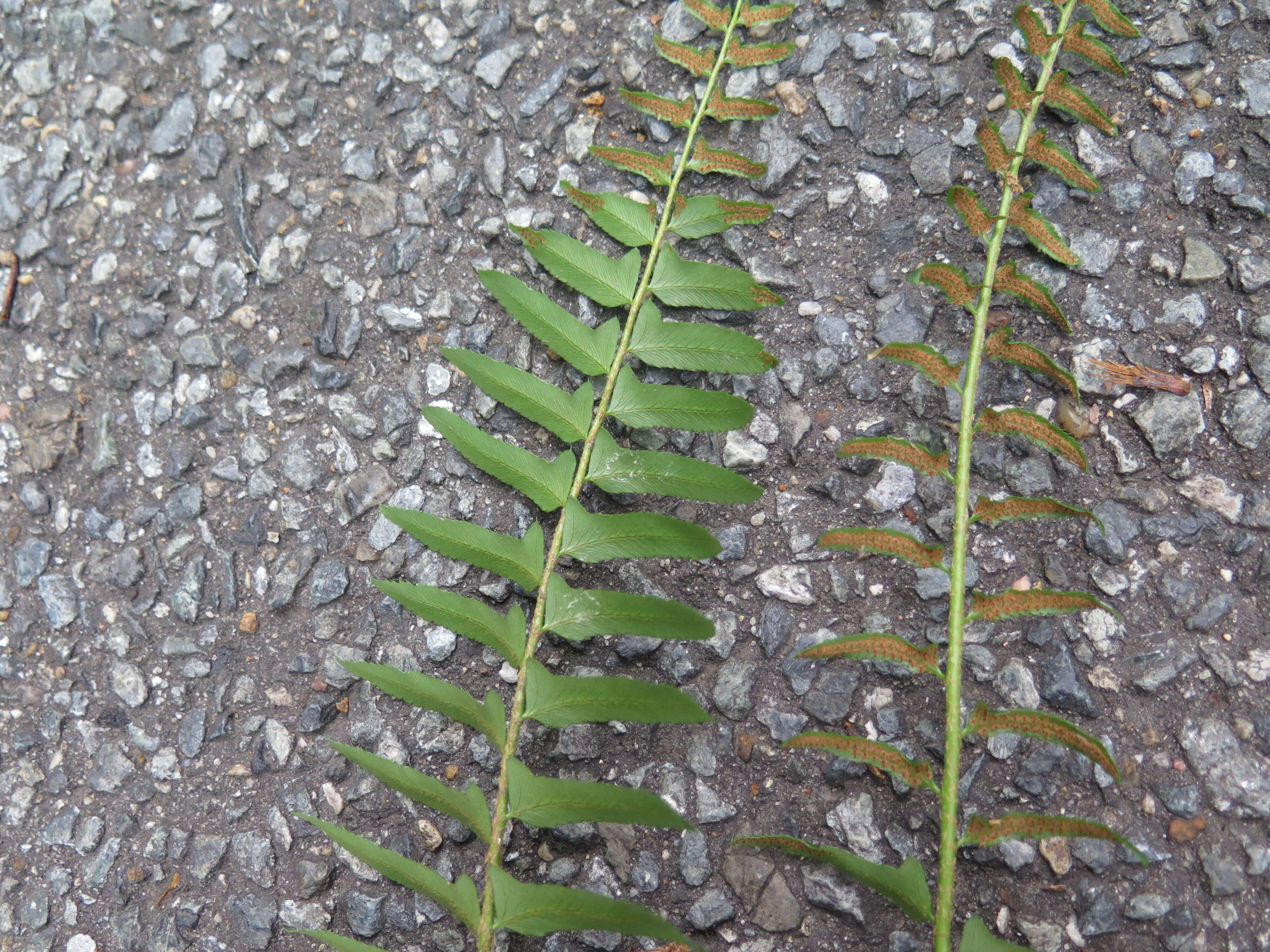 Image of Christmas fern