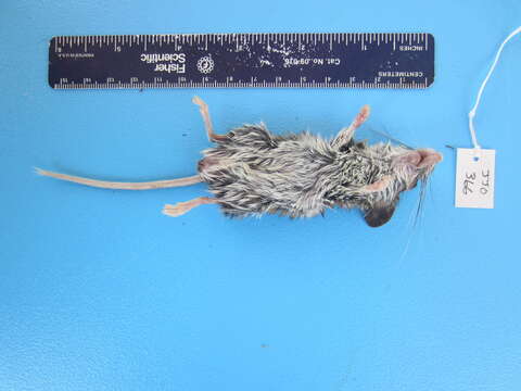 Image of Deer Mouse