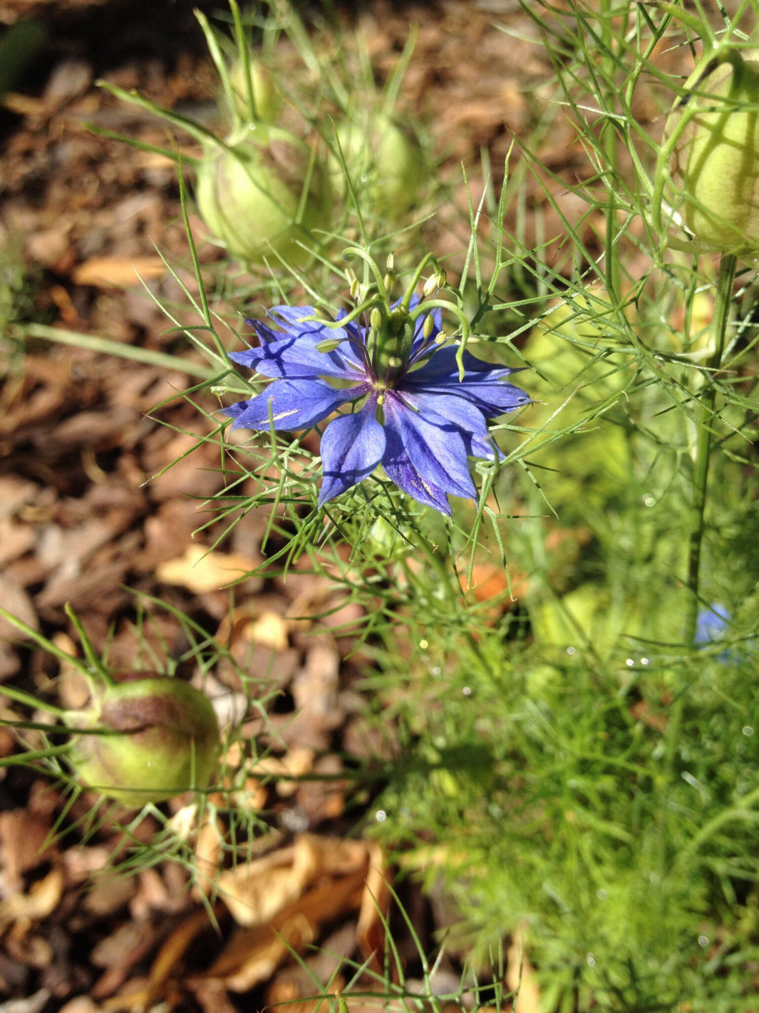 Image de Nigelle de Damas