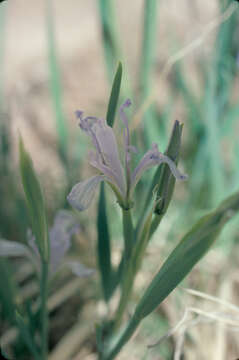 Image of Rocky Mountain iris