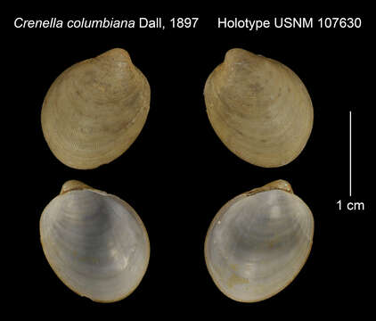 Слика од Solamen columbianum (Dall 1897)