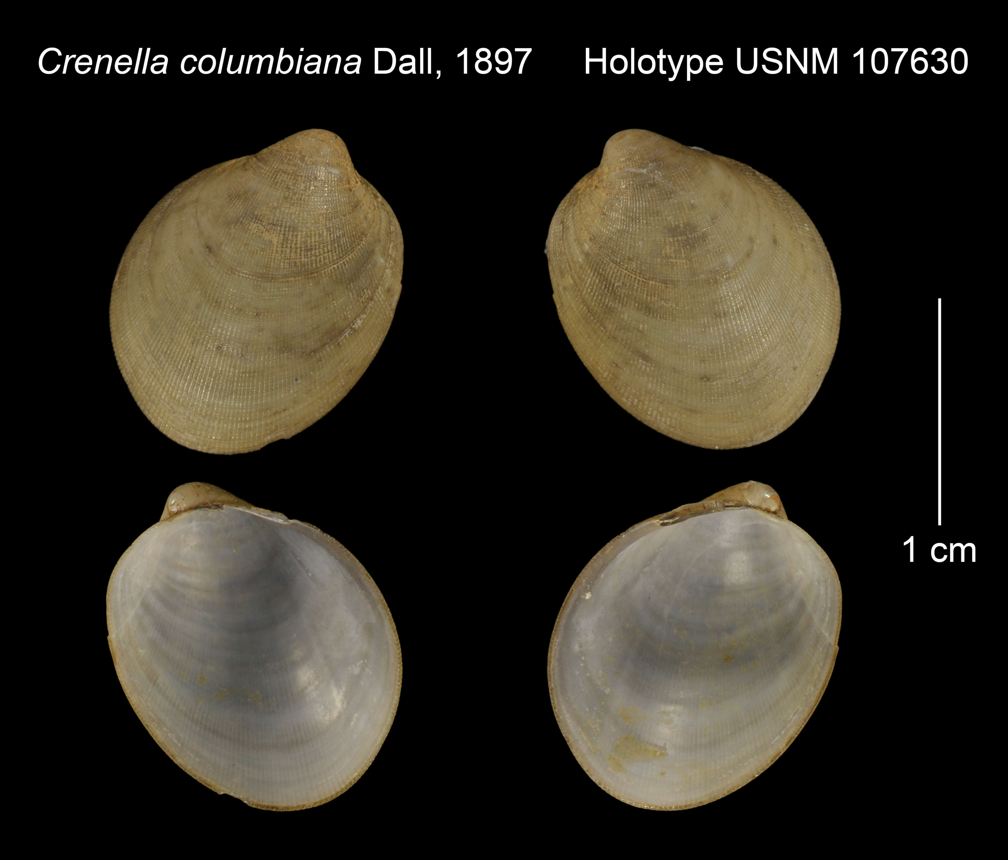 Image of Solamen columbianum (Dall 1897)