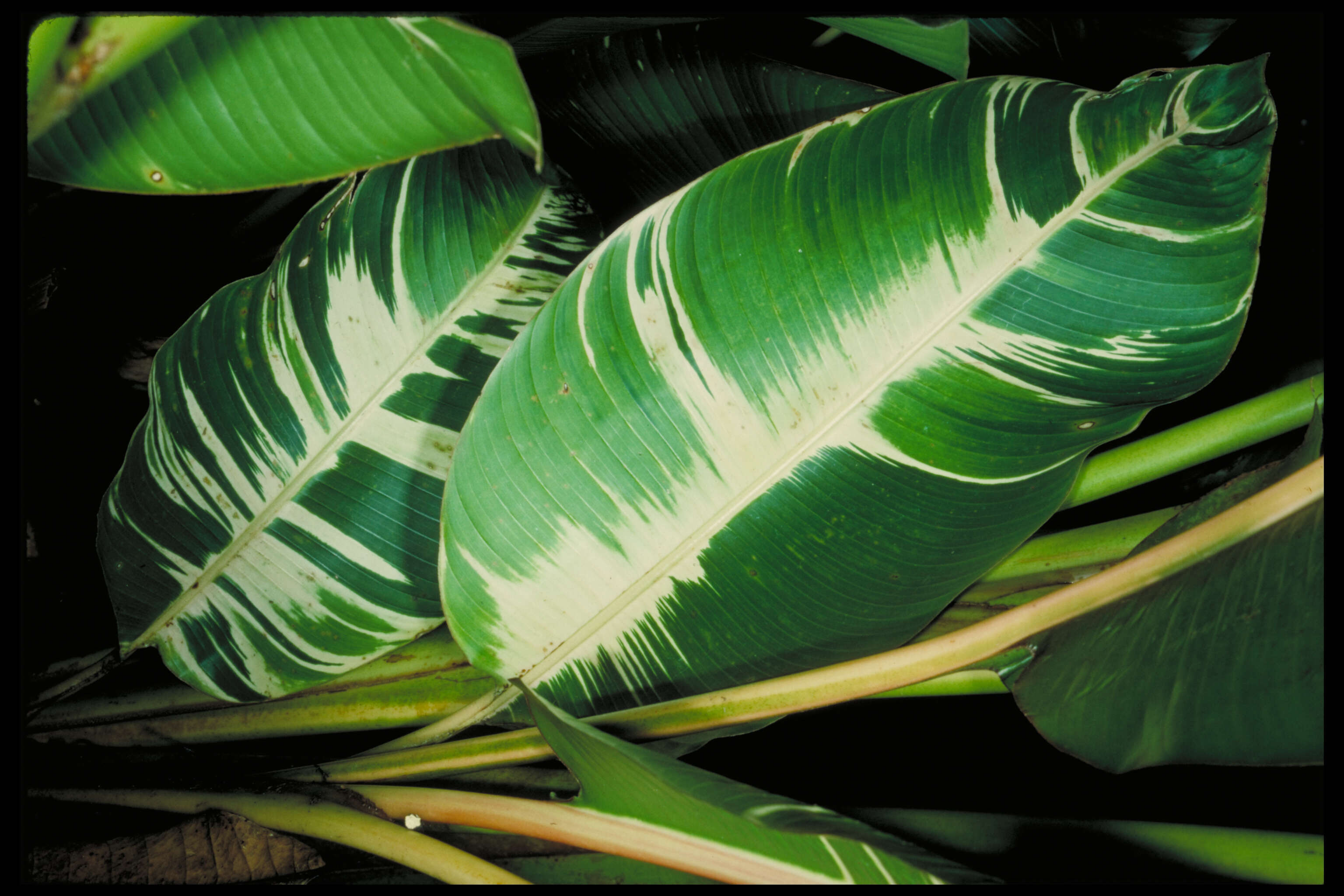 Image of Heliconia indica var. austrocaledonica (Vieill.) W. J. Kress