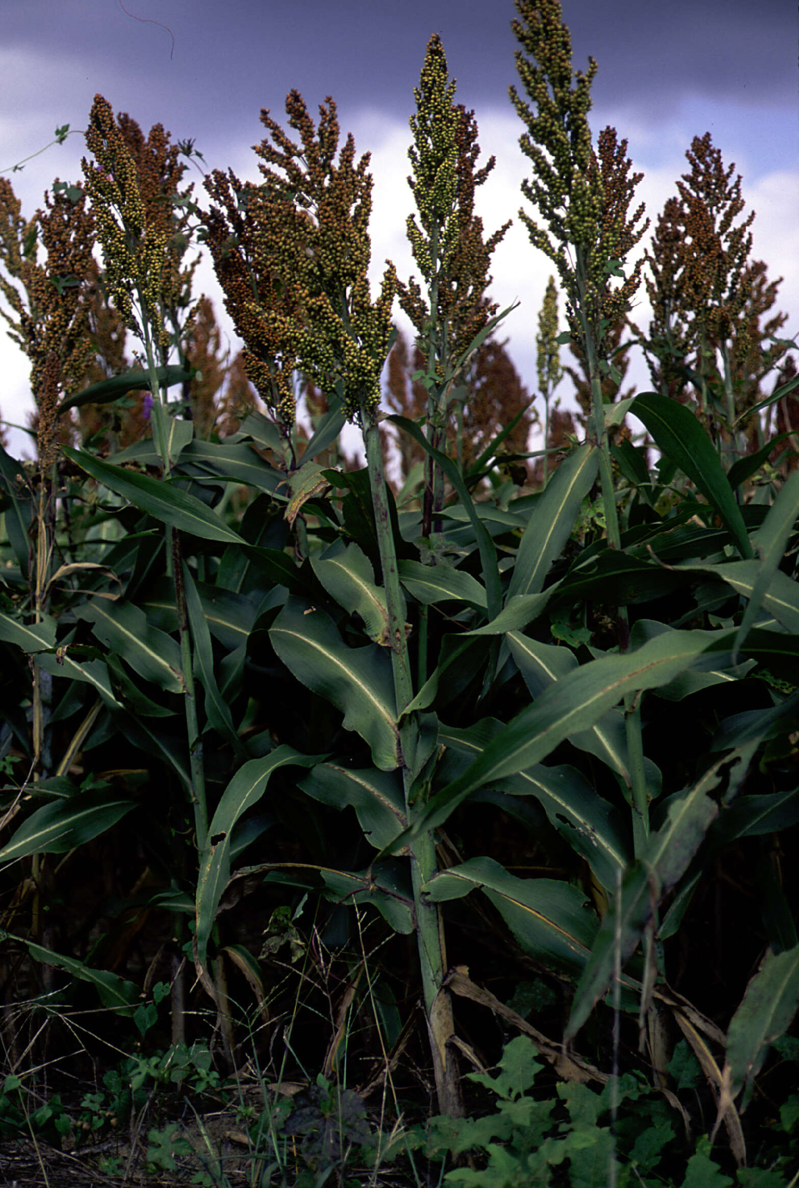 Image of Sorghum Moench